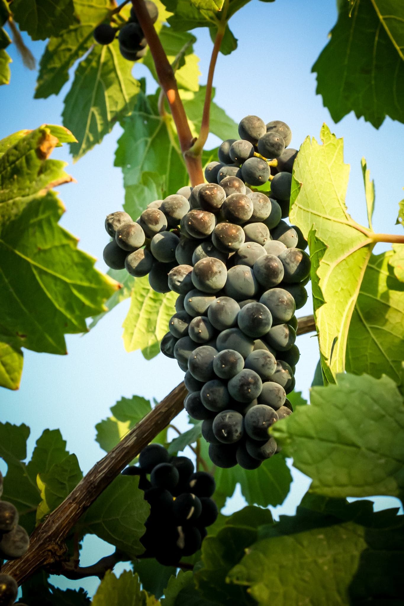 cabernet-franc