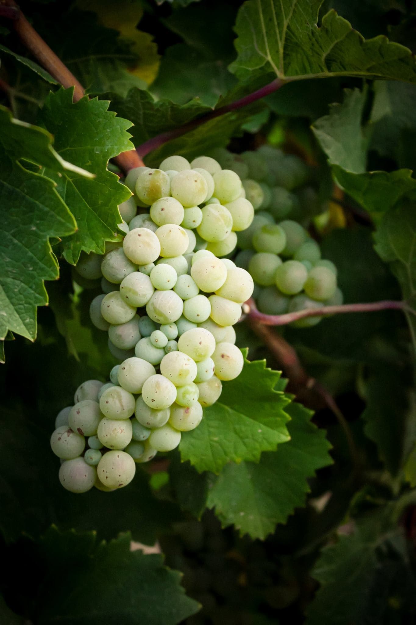 riesling