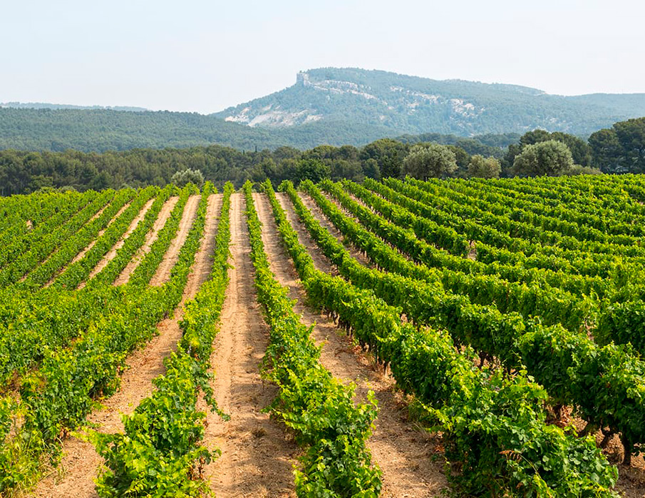 fenomen-jp-chenet-thumb