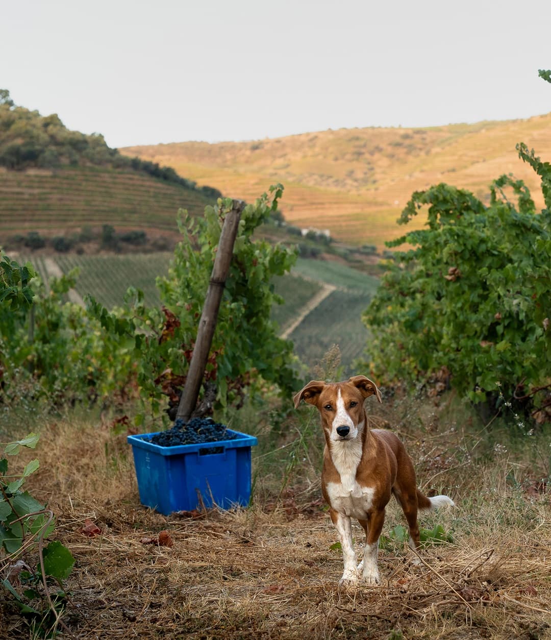 Graham’s в Алматы 4