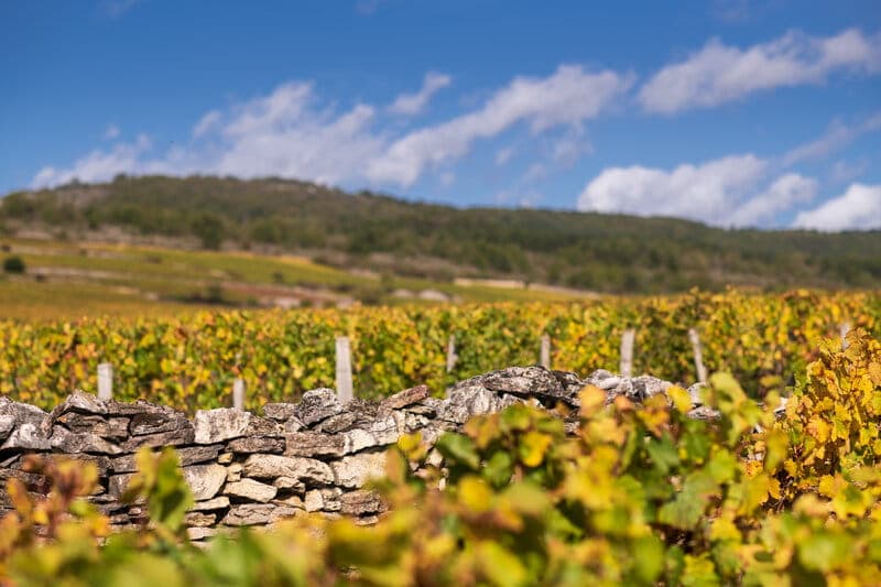 Crémant de Bourgogne 1