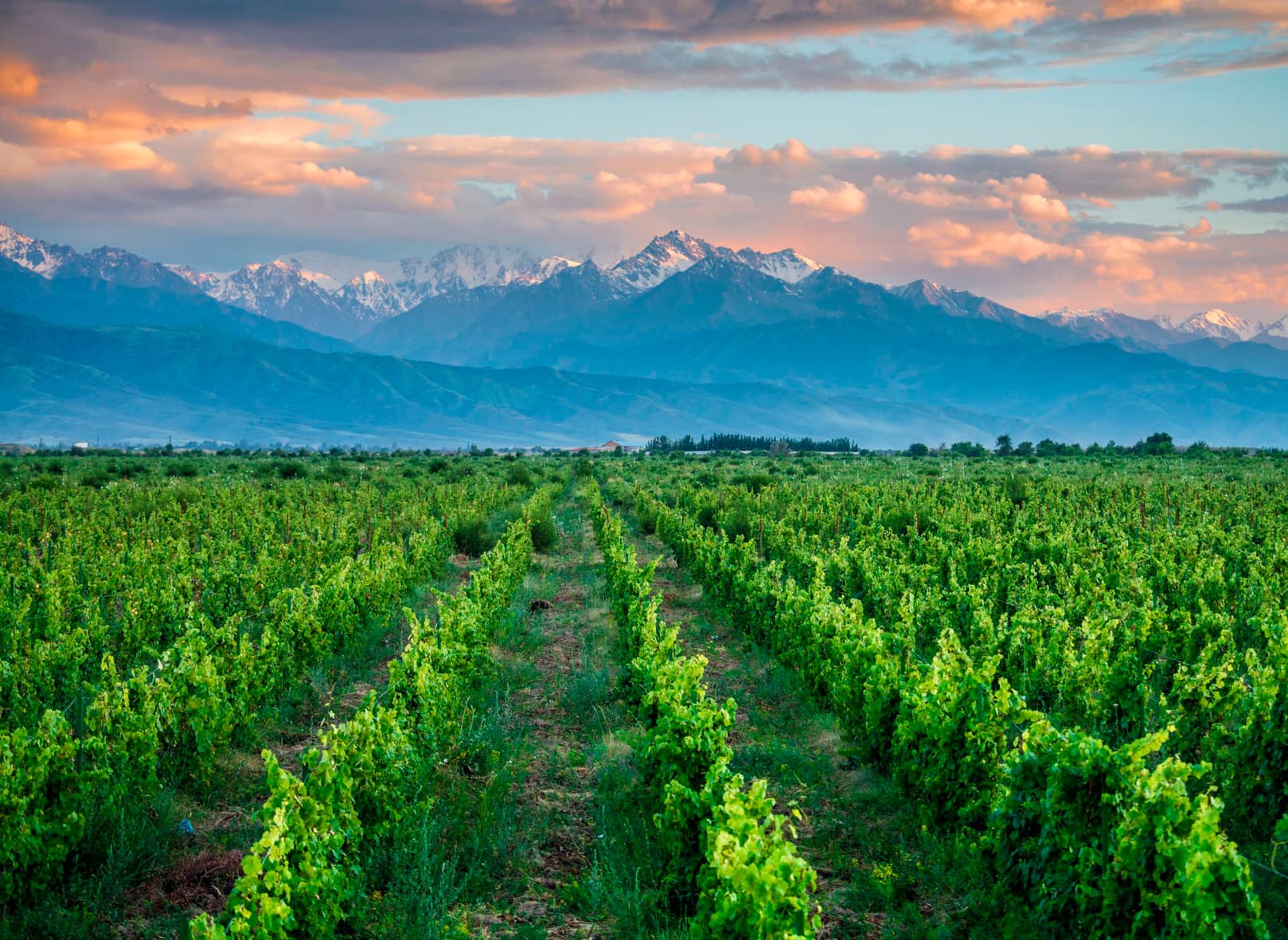 arba-wine