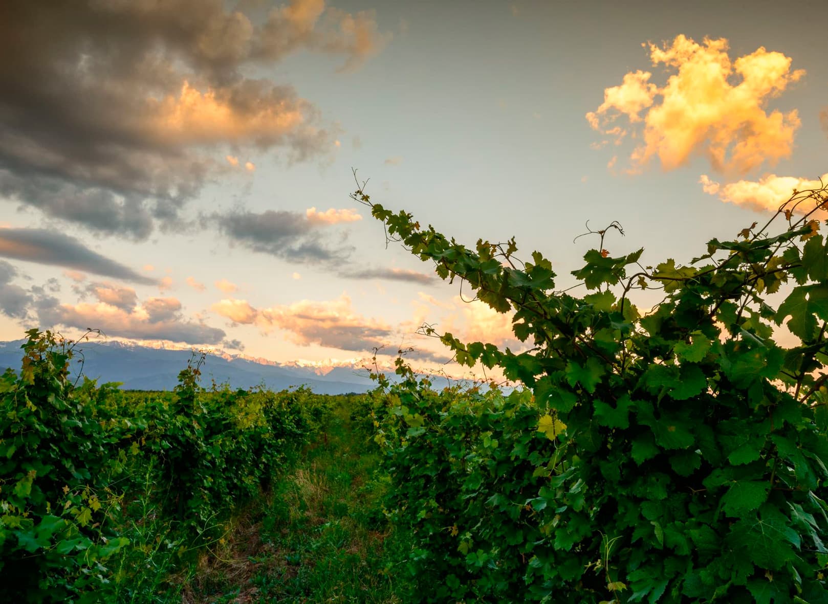 arba-wine-2