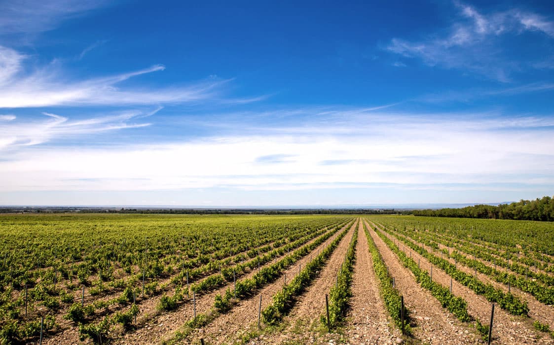 Turgen-Wines-1